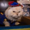 Photos: Cats In Couture At The Algonquin Hotel Cat Fashion Show